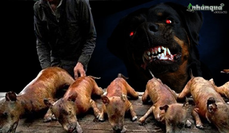 NỖI ÁM ẢNH CỦA CON ĐƯỜNG THỊT CHÓ.